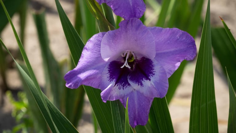 Gladiole (Gladiolus): Einige Sorten haben blau- bis lilafarbene Blüten.