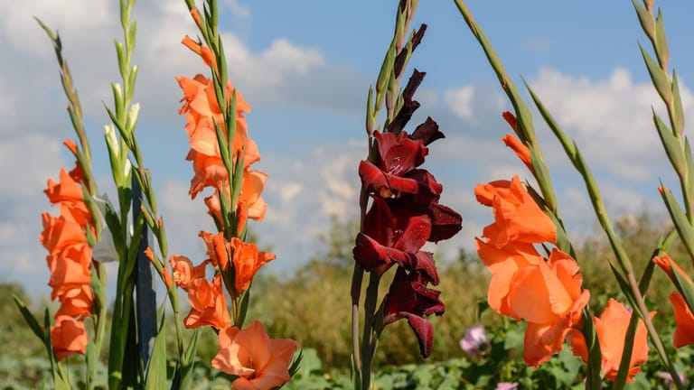 Gladiole (Gladiolus): In sonniger Lage gedeiht der Sommerblüher am besten.