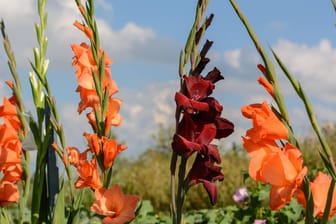 Gladiole (Gladiolus): In sonniger Lage gedeiht der Sommerblüher am besten.