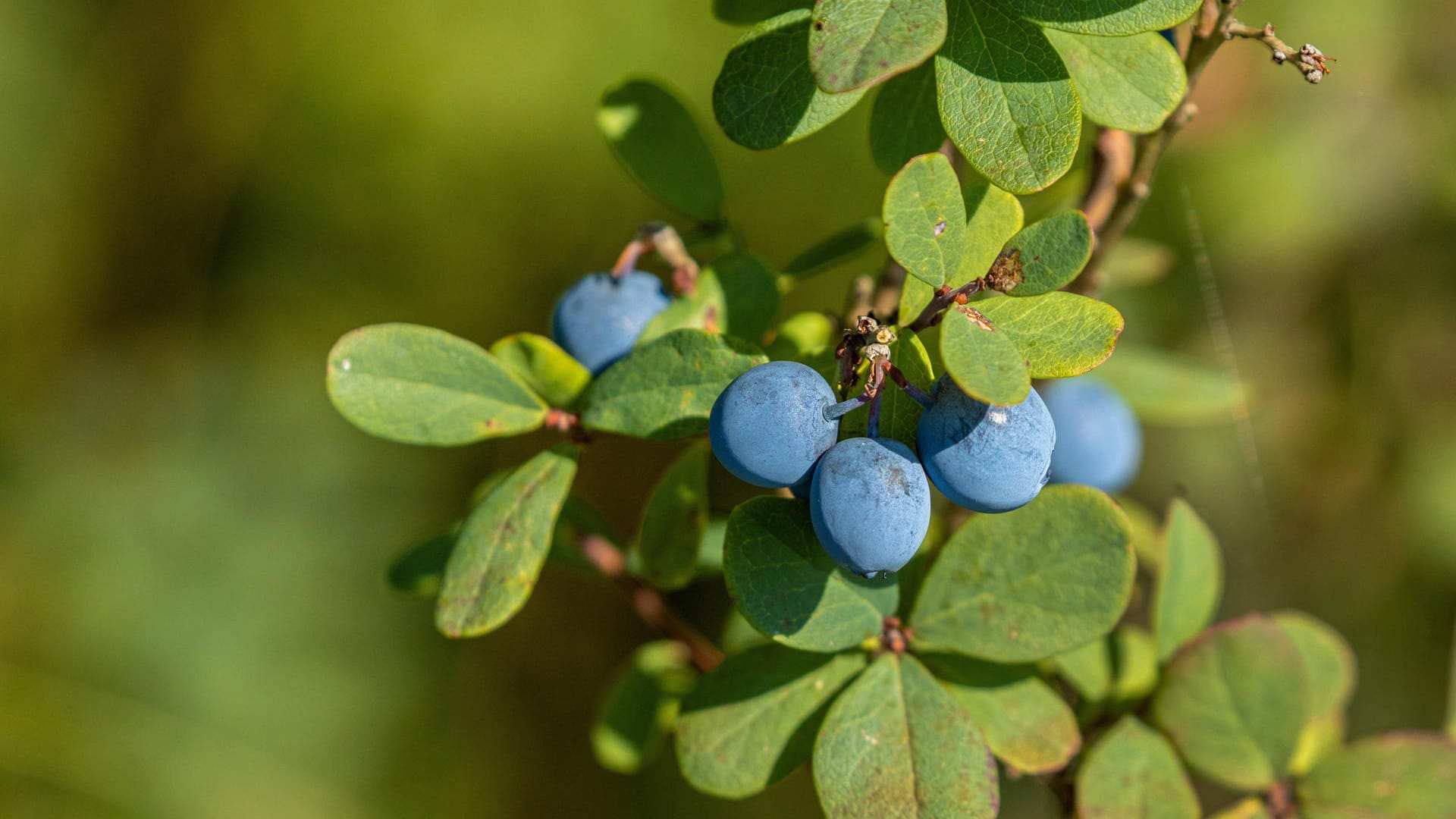 Rauschbeere (Vaccinium uliginosum): Ihre reifen Früchte sehen der Waldheidelbeere ähnlich.