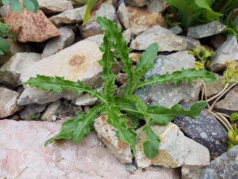 Ackerkratzdistel (Cirsium arvense)