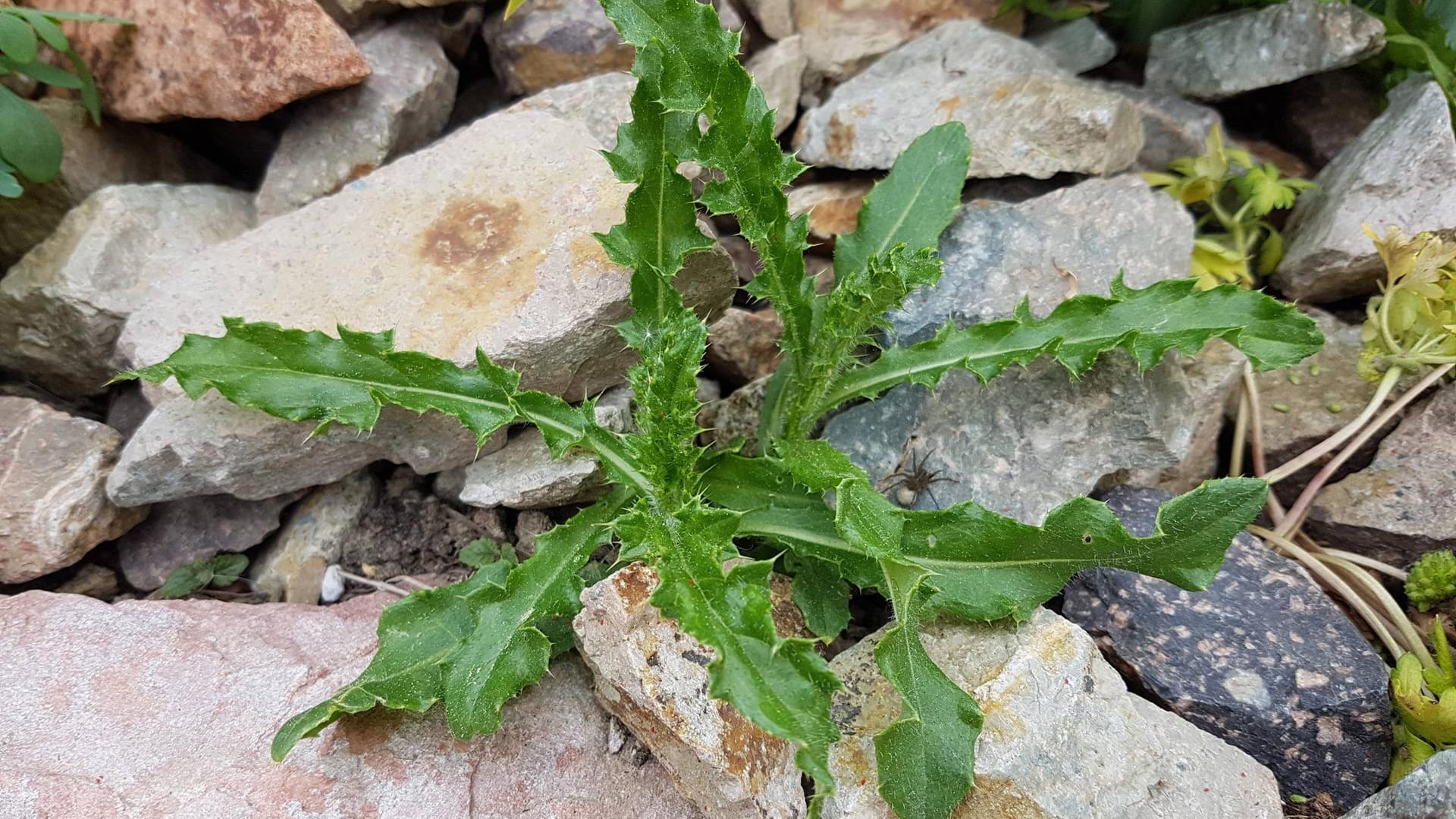 Ackerkratzdistel (Cirsium arvense)