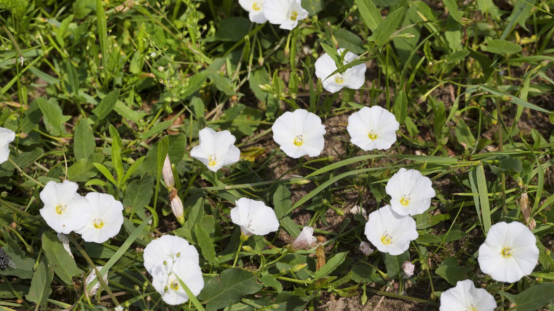 Ackerwinde (Convolvulus arvensis)