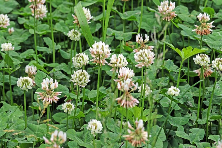 Das sind die bekanntesten Unkräuter im Garten