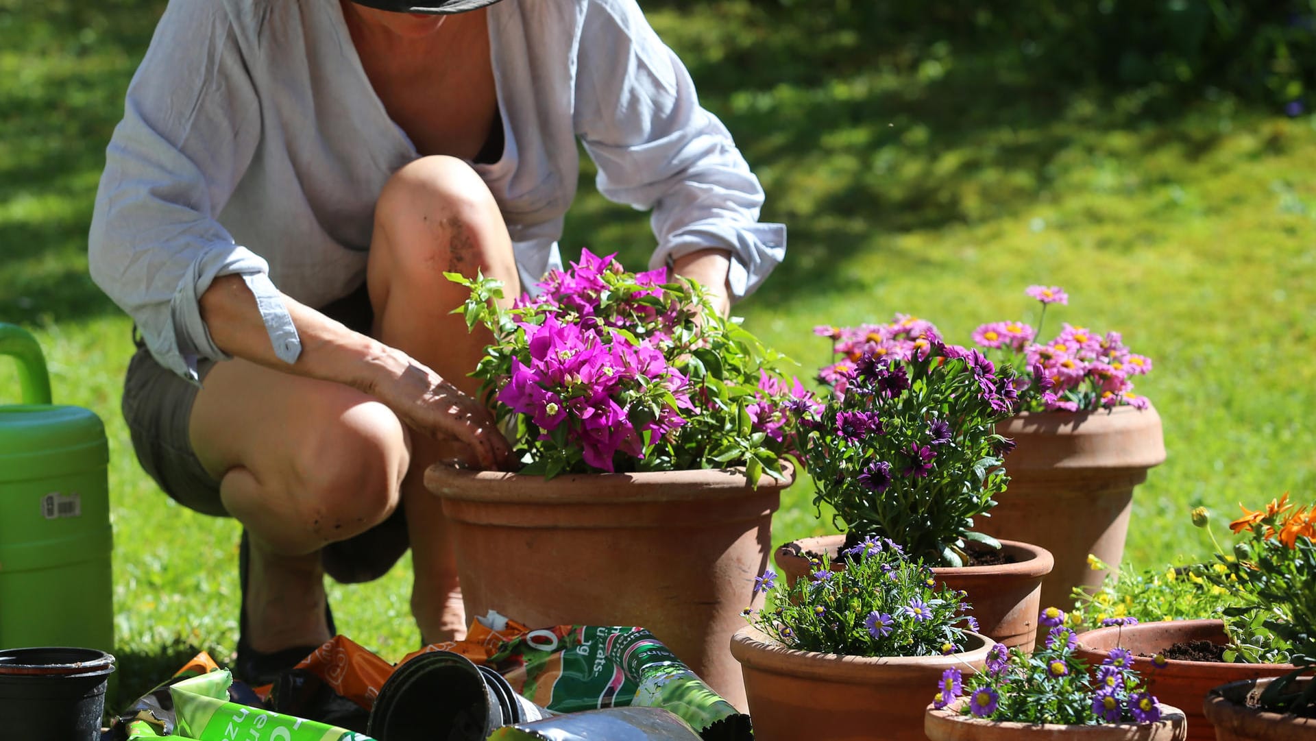 Kübelpflanzen: Frostempfindliche Exemplare wie die Bougainvillea sollten Gärtner erst nach den Eisheiligen dauerhaft nach draußen pflanzen.