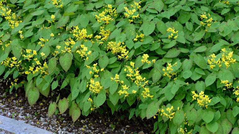 Elfenblume (Epimedium) So pflegen Sie die Staude richtig