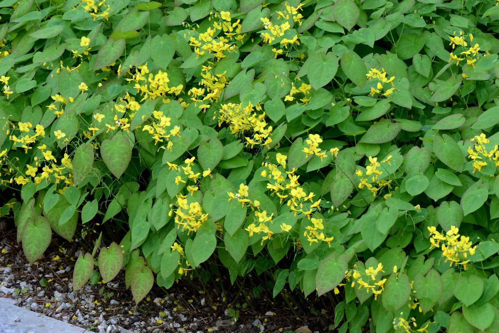 Elfenblume (Epimedium): Sie fühlt sich in schattigen Gartenecken wohl.