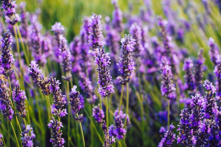 Lavendel ist gut für die Seele und wirkt entspannend. Nehmen Sie ein duftendes Bad mit Lavendelöl oder legen Sie sich ein kleines Duftkissen mit getrocknetem Lavendel zu. Sie werden sehen, wie schnell die Pflanze ihre Wirkung entfaltet.