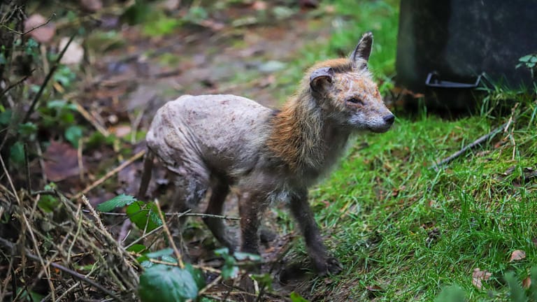 Fuchs mit Räude: Tiere, die unter der Krankheit leiden, kratzen sich das Fell von der Haut.