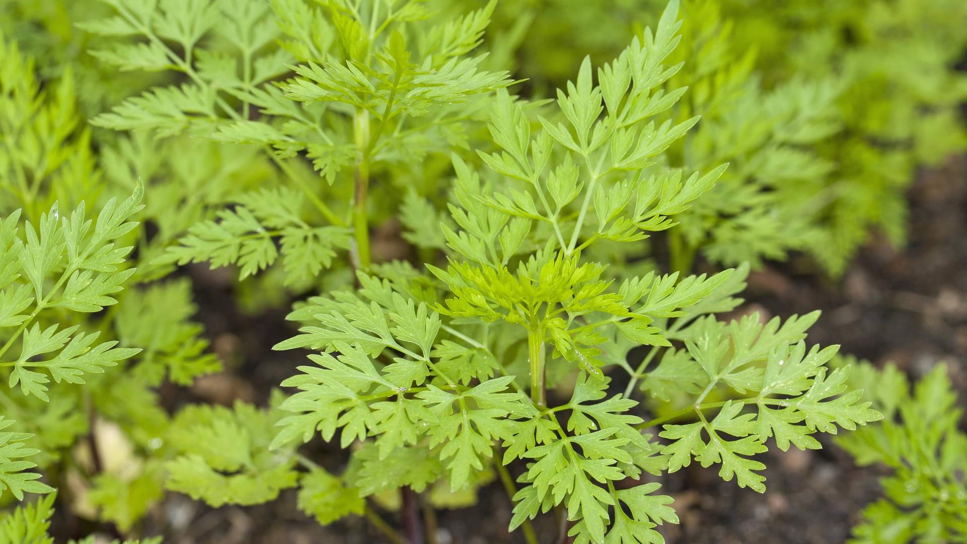 Hundspetersilie: Die Pflanze Hundspetersilie (Aethusa cynapium, Aethusa cynapium subsp. cynapium) ist giftig.