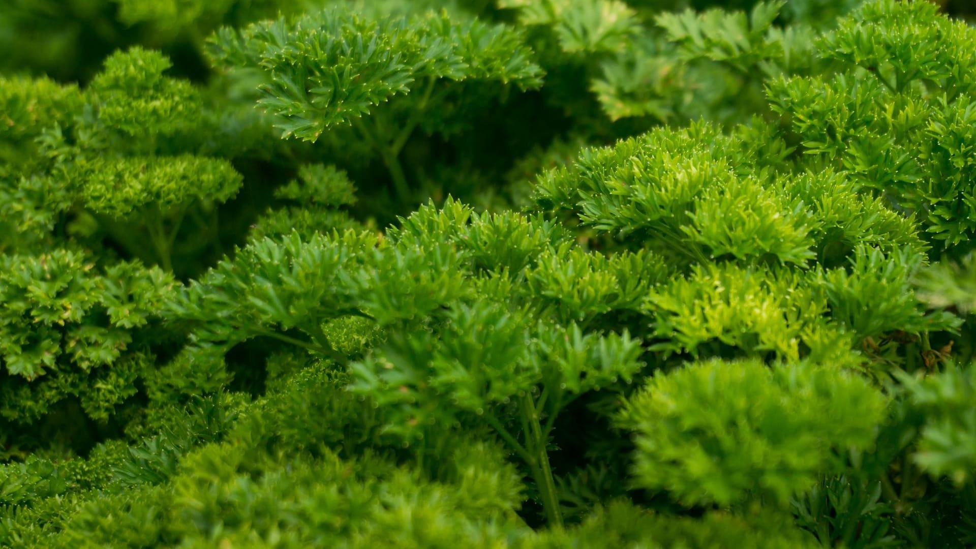 Gartenkräuter: Durch die krausen Blätter ist die Petersiliensorte weniger aromatisch.