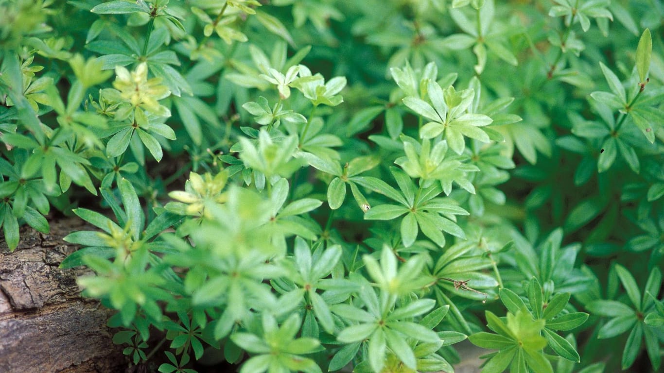 Waldmeister (Galium odoratum): Im Garten ist er als Bodendecker beliebt.