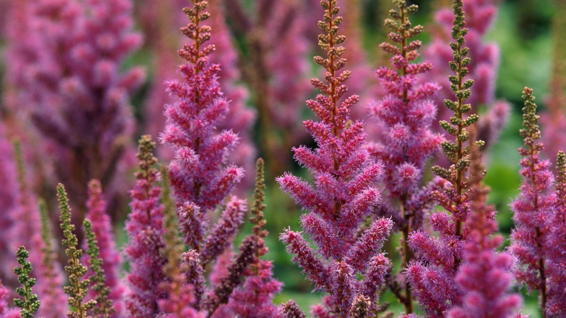 Chinesische Prachtspiere (Astilbe chinensis var. pumila): Die Sorte heißt auch Zwerg-Prachtspiere.