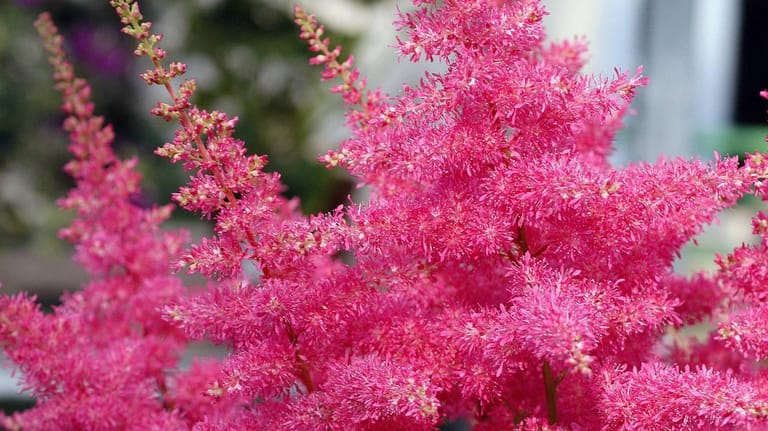 Japanische Prachtspiere (Astilbe japonica): Die Sorte 'Younique Pink' blüht tiefrosa.