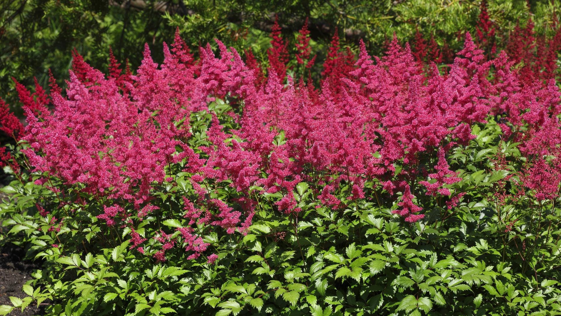 Arendsii-Hybride (Astilbe x arendsii): Sie gehören zu den beliebtesten Arten.