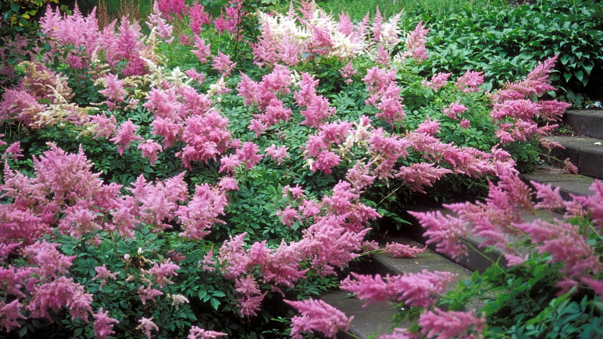 Astilbe (Prachtspiere): Die Staude gilt als perfekte Schattenpflanze.