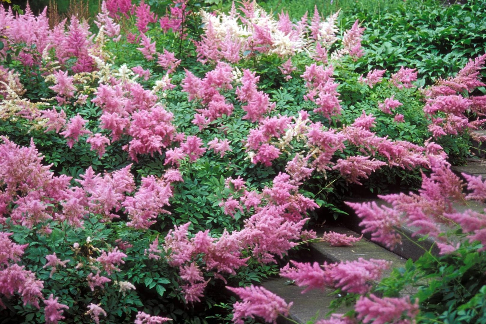 Astilbe (Prachtspiere): Die Staude gilt als perfekte Schattenpflanze.