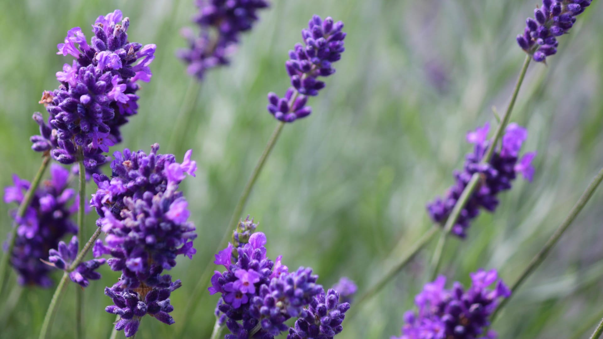 Lavendel: Die ätherischen Öle der Pflanze haben einen positiven Effekt auf die Gesundheit.