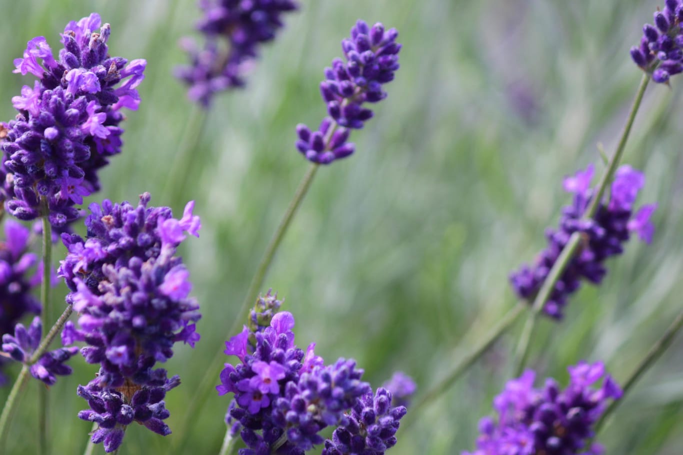Lavendel: Die ätherischen Öle der Pflanze haben einen positiven Effekt auf die Gesundheit.