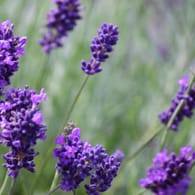 Lavendel: Die ätherischen Öle der Pflanze haben einen positiven Effekt auf die Gesundheit.