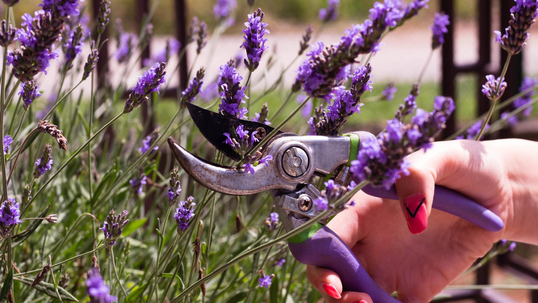 Lavendel schneiden Wann und wie viel? So ist es richtig