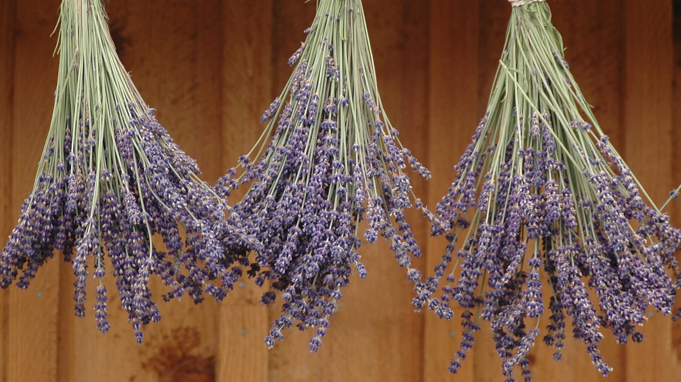 Lavendel: Hängen Sie die Blüten möglichst mit Abstand auf.
