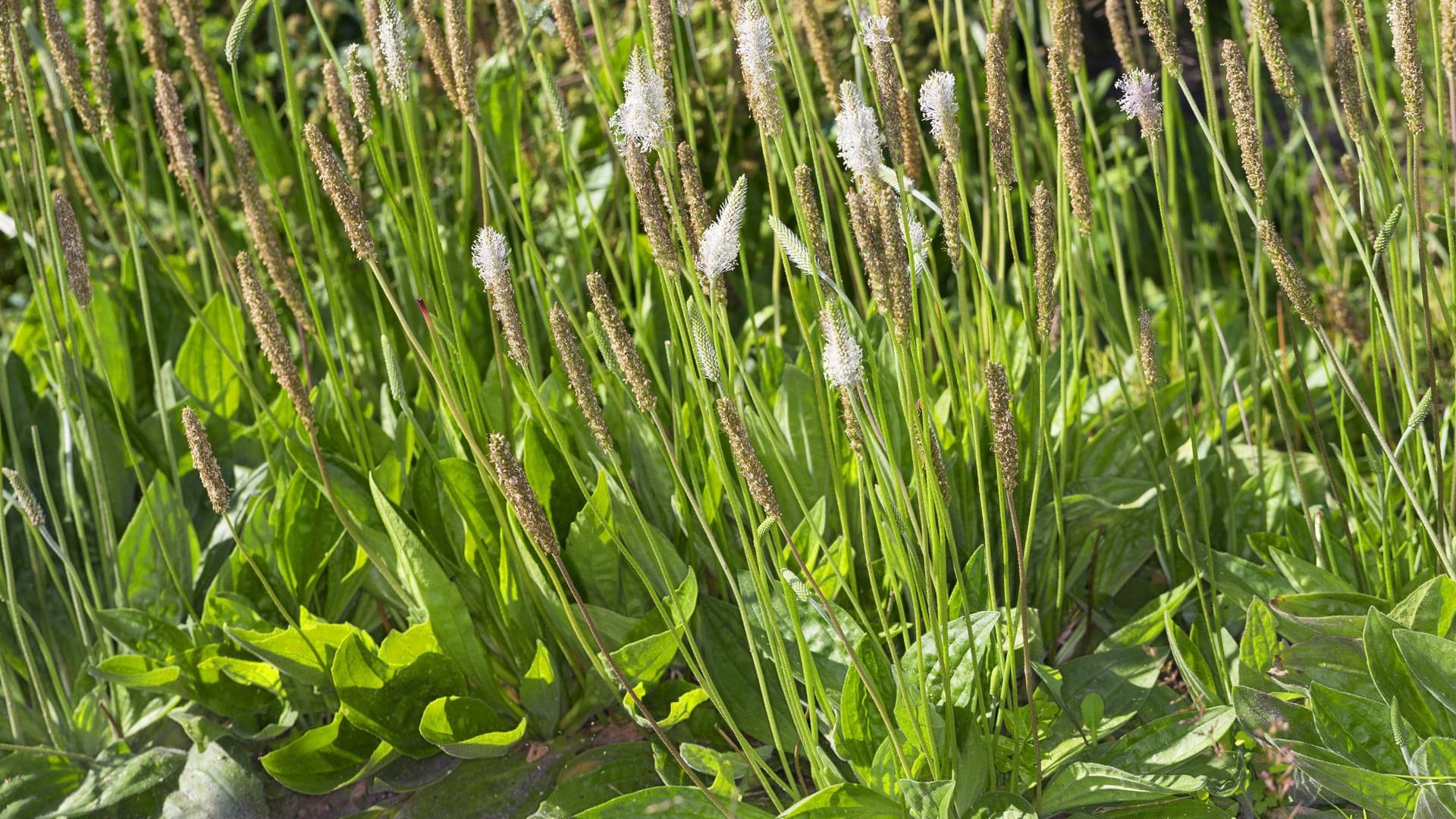 Mittlerer Wegerich: Plantago media