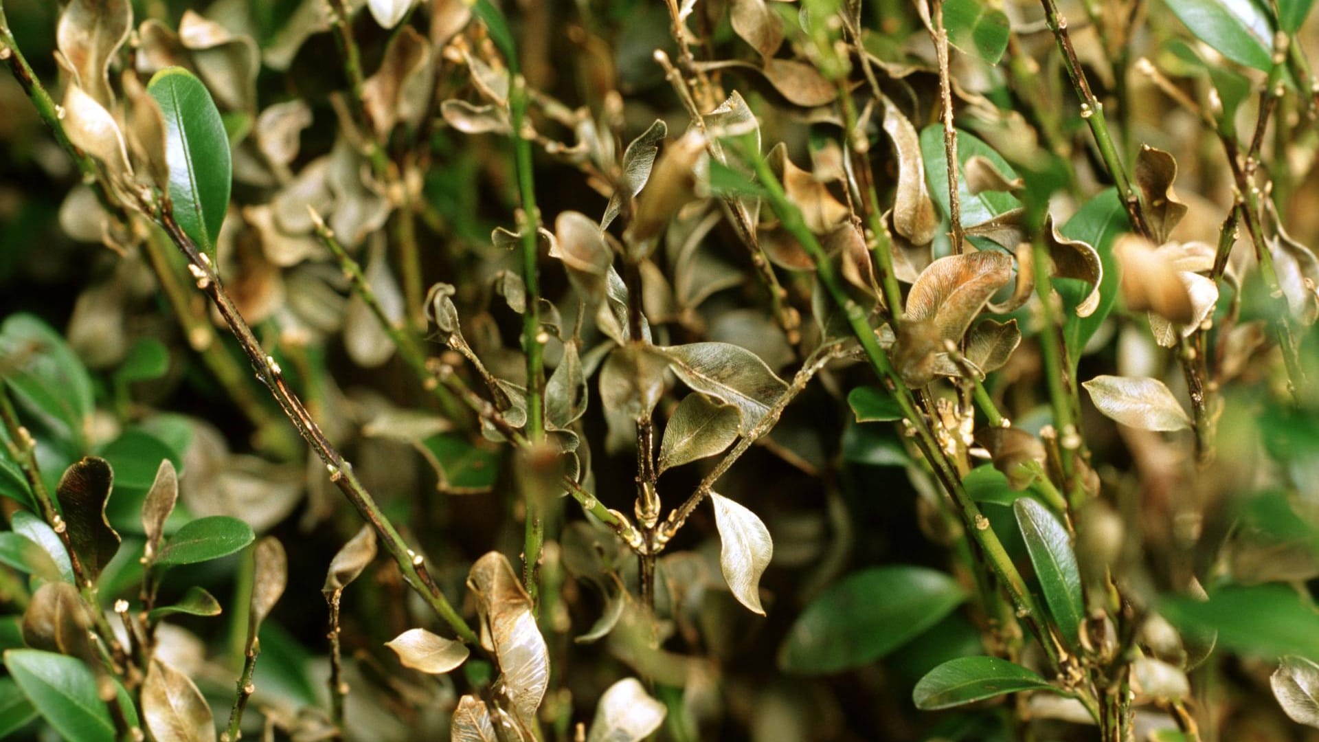 Gewöhnlicher Buchsbaum: Buxus Sempervirens