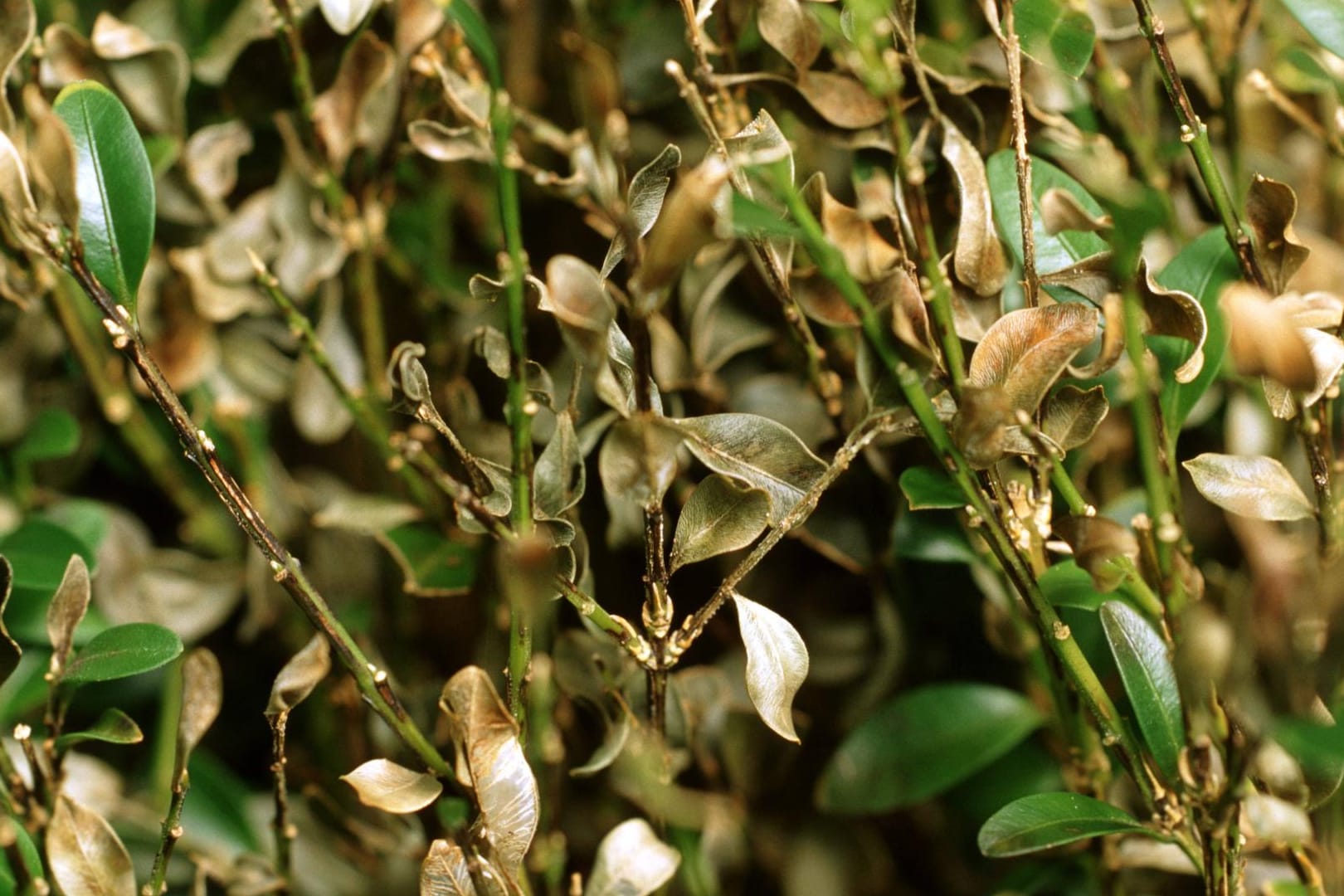 Gewöhnlicher Buchsbaum: Buxus Sempervirens