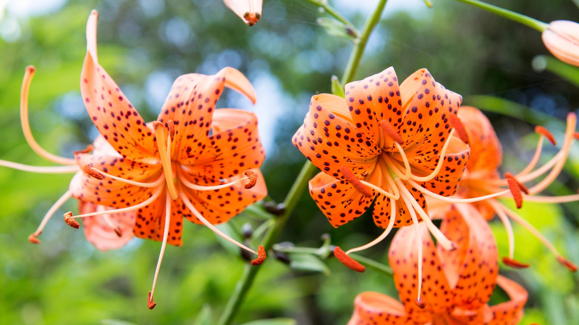 Tigerlilie (Lilium lancifolium): Sie wächst etwa 100 bis 150 Zentimeter in die Höhe.