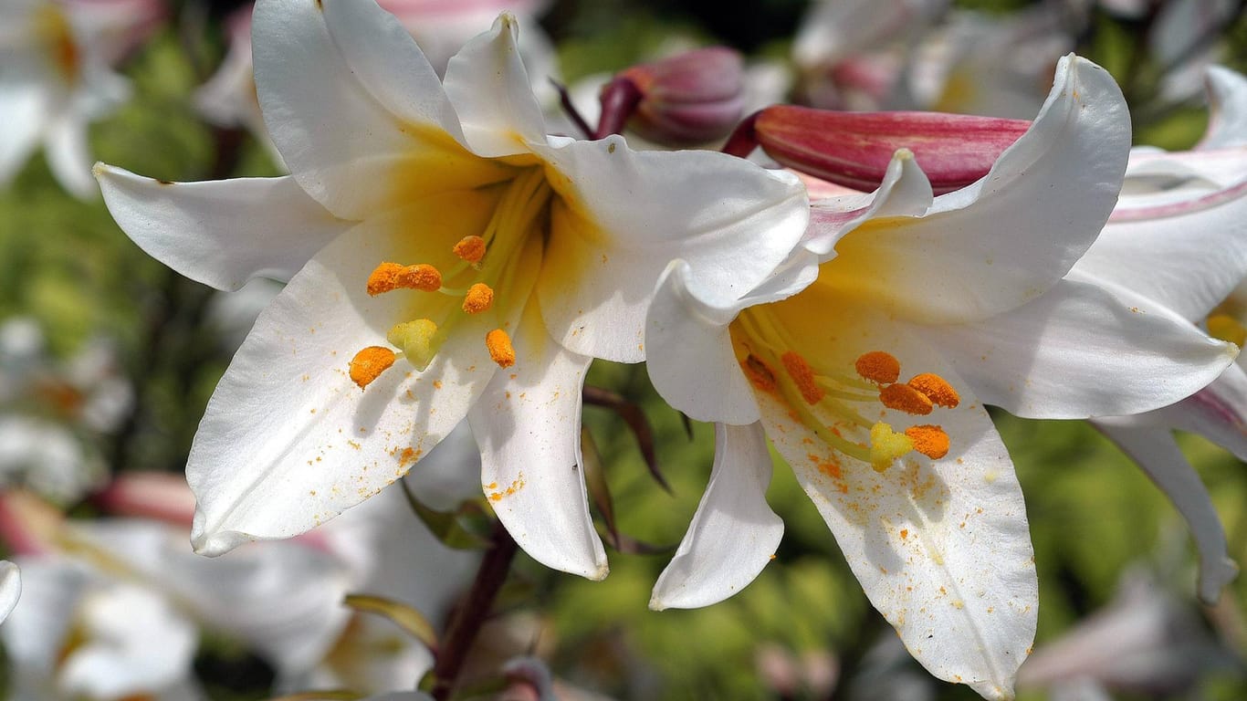 Königslilie (Lilium regale): Sie gehört zu den edelsten Lilienarten.