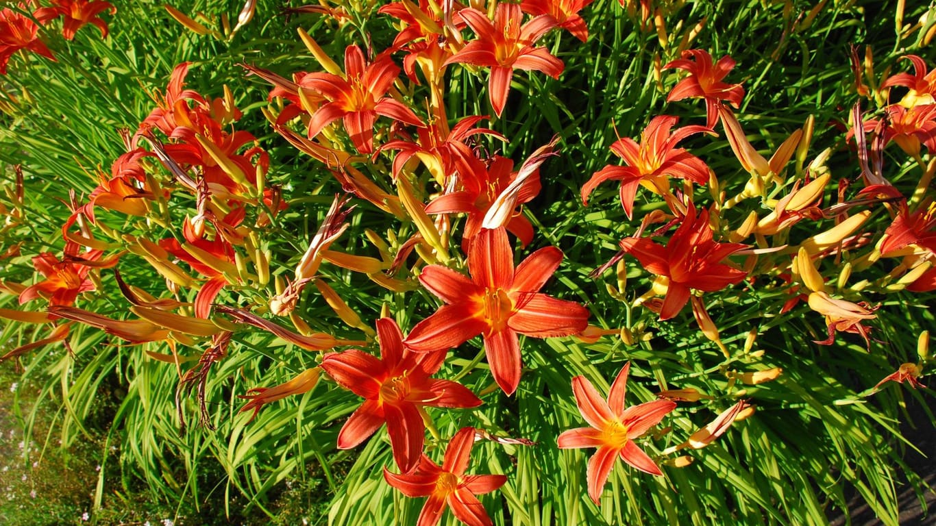 Taglilien (Hemerocallis): Bis zu 300 Blüten kann eine Pflanze pro Saison hervorbringen.