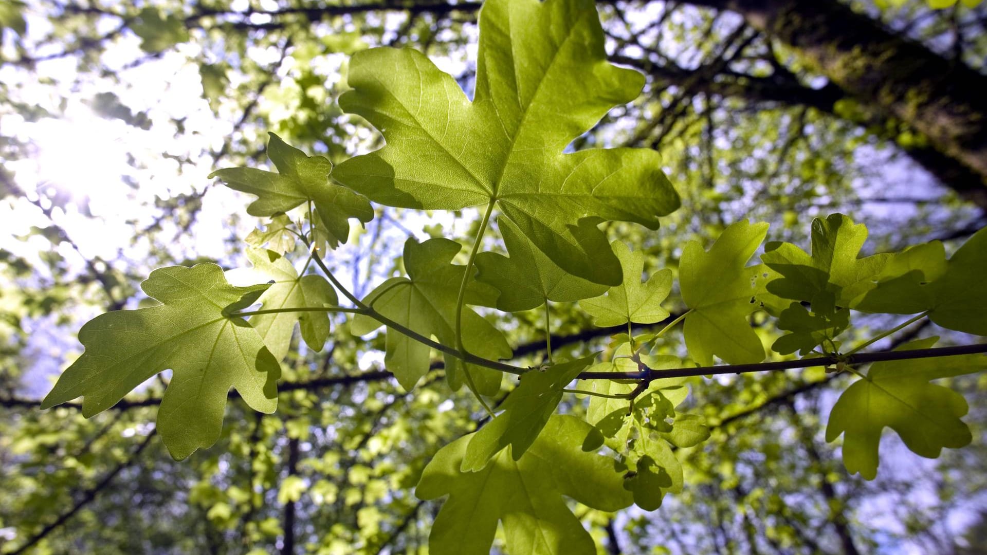 Feldahorn (Acer campestre): Er eignet sich auch als Hausbaum im Garten.