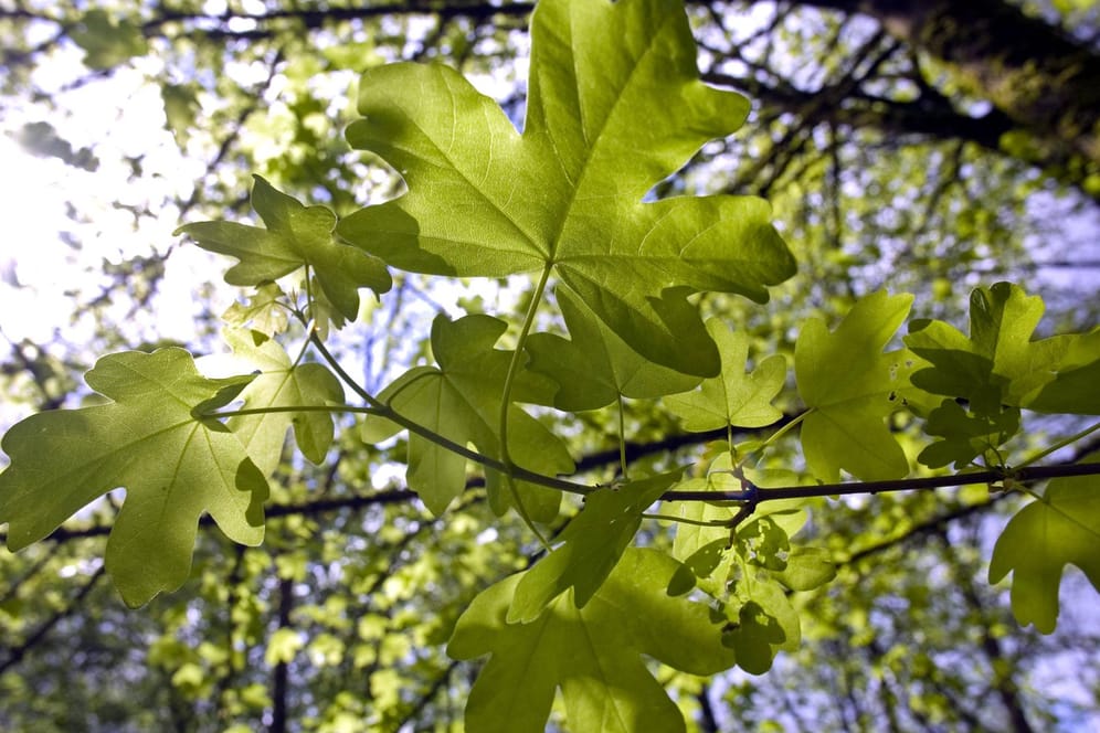 Feldahorn (Acer campestre): Er eignet sich auch als Hausbaum im Garten.