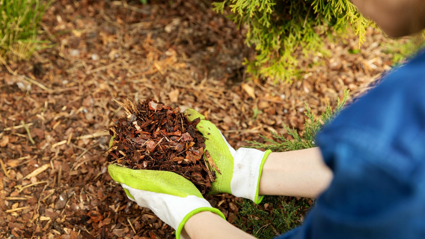 Mulch: Zerkleinerter Holzschnitt kann Ihre Pflanzen vor Schnecken schützen.