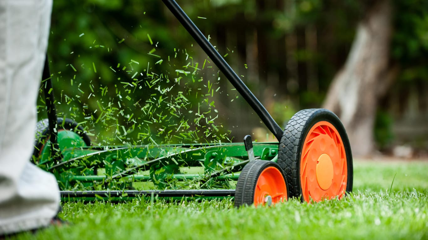 Rasenpflege: In kleinen Mengen kann Rasenschnitt nach dem Mähen liegen bleiben. Hierdurch wird der Rasen gemulcht.