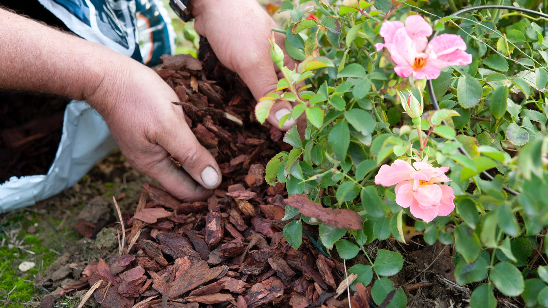 Mulch: Bei Rosen ist das Mulchen nicht immer eine gute Idee.