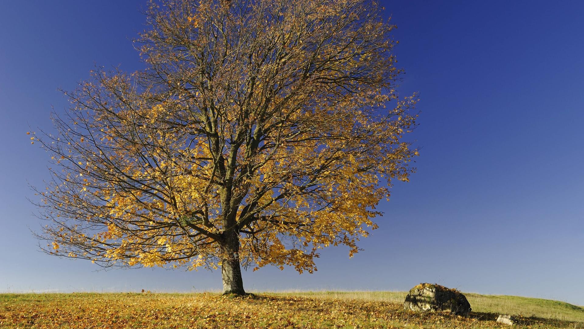 Feldahorn (Acer campestre): Im Herbst färbt er seine Blätter goldgelb.