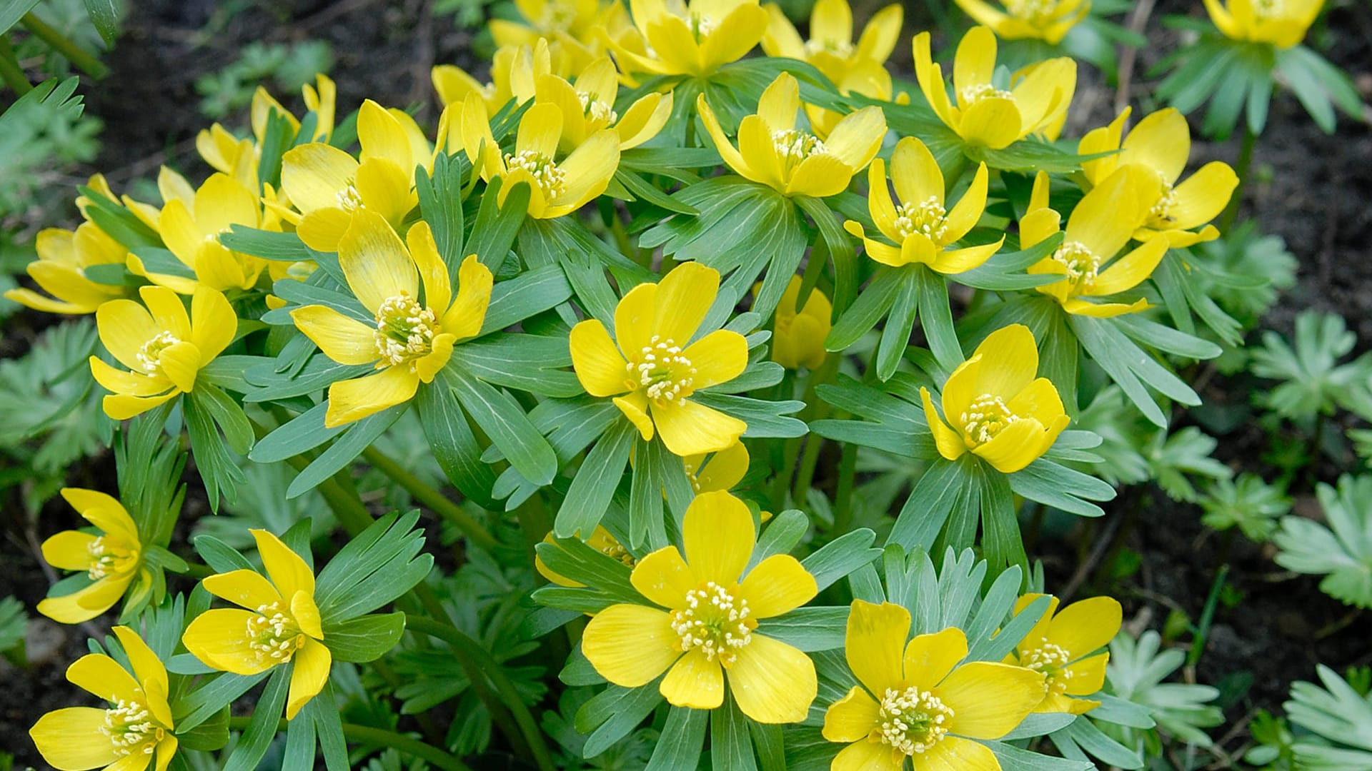 Winterling (Eranthis hyemalis): Er ähnelt einer Butterblume, blüht aber viel zeitiger.