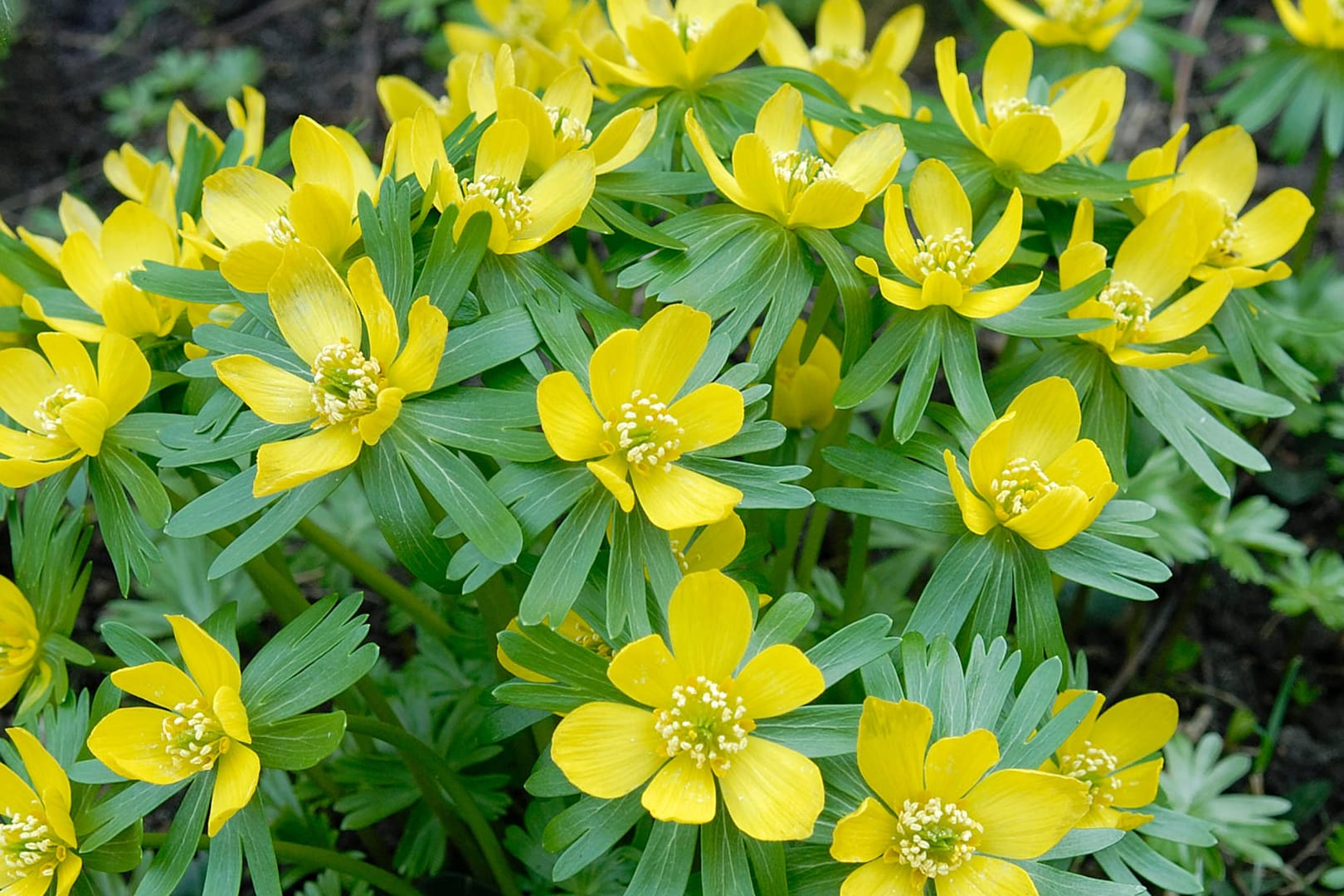 Winterling (Eranthis hyemalis): Er ähnelt einer Butterblume, blüht aber viel zeitiger.