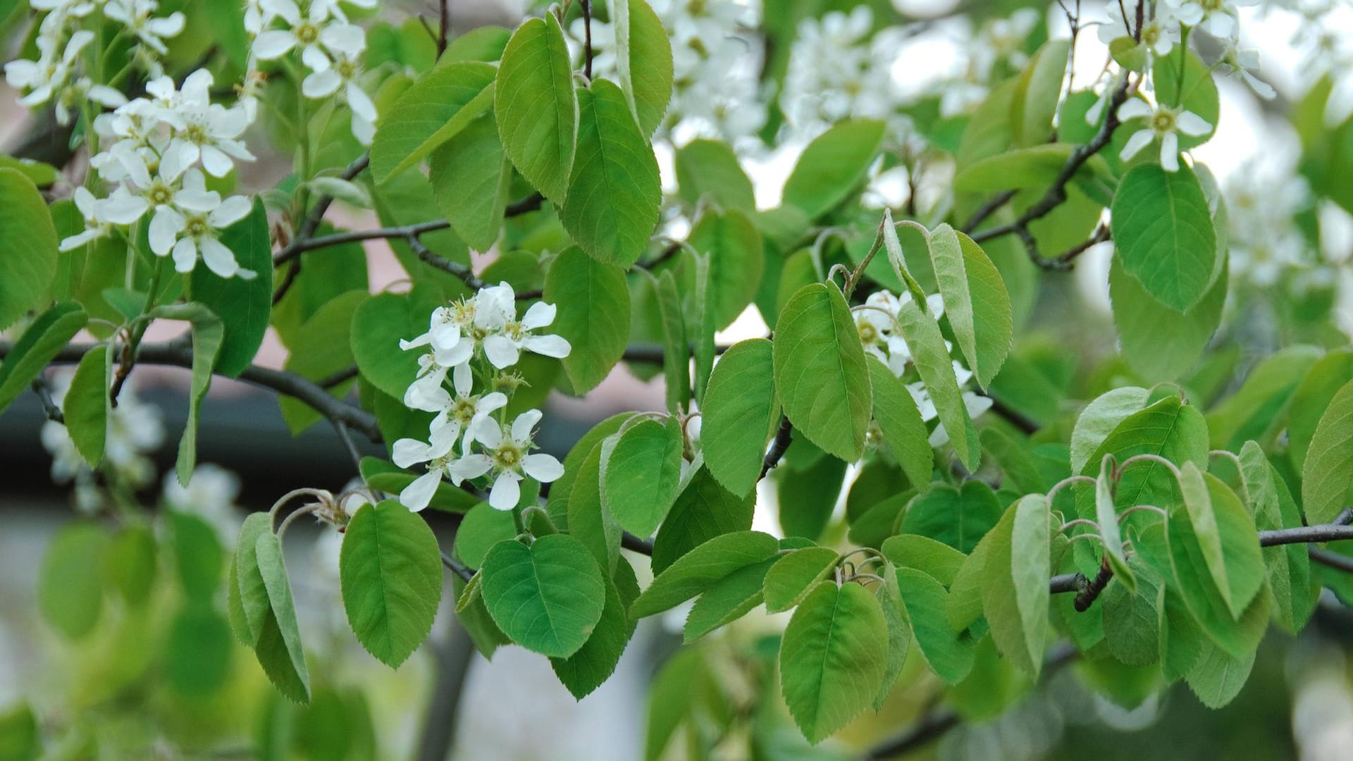 Kahle Felsenbirne (Amelanchier laevis Ballerina)