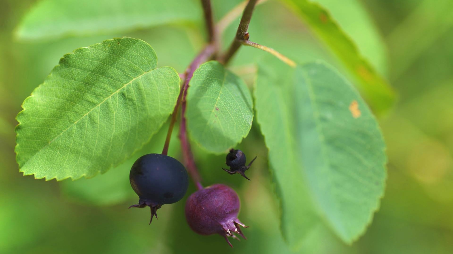 Echte Felsenbirne: Die Früchte der Felsenbirne sind dunkel.