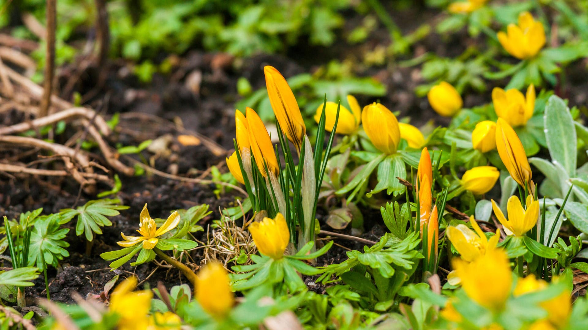 Winterlinge (Eranthis hyemalis): Im Garten wachsen sie gern zusammen mit Krokussen.