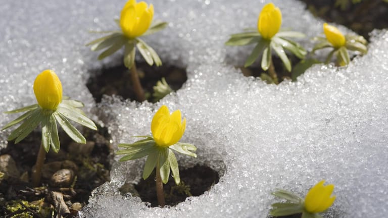 Winterlinge (Eranthis hyemalis): Sie schieben ihre Blüten mutig durch die Schneedecke.