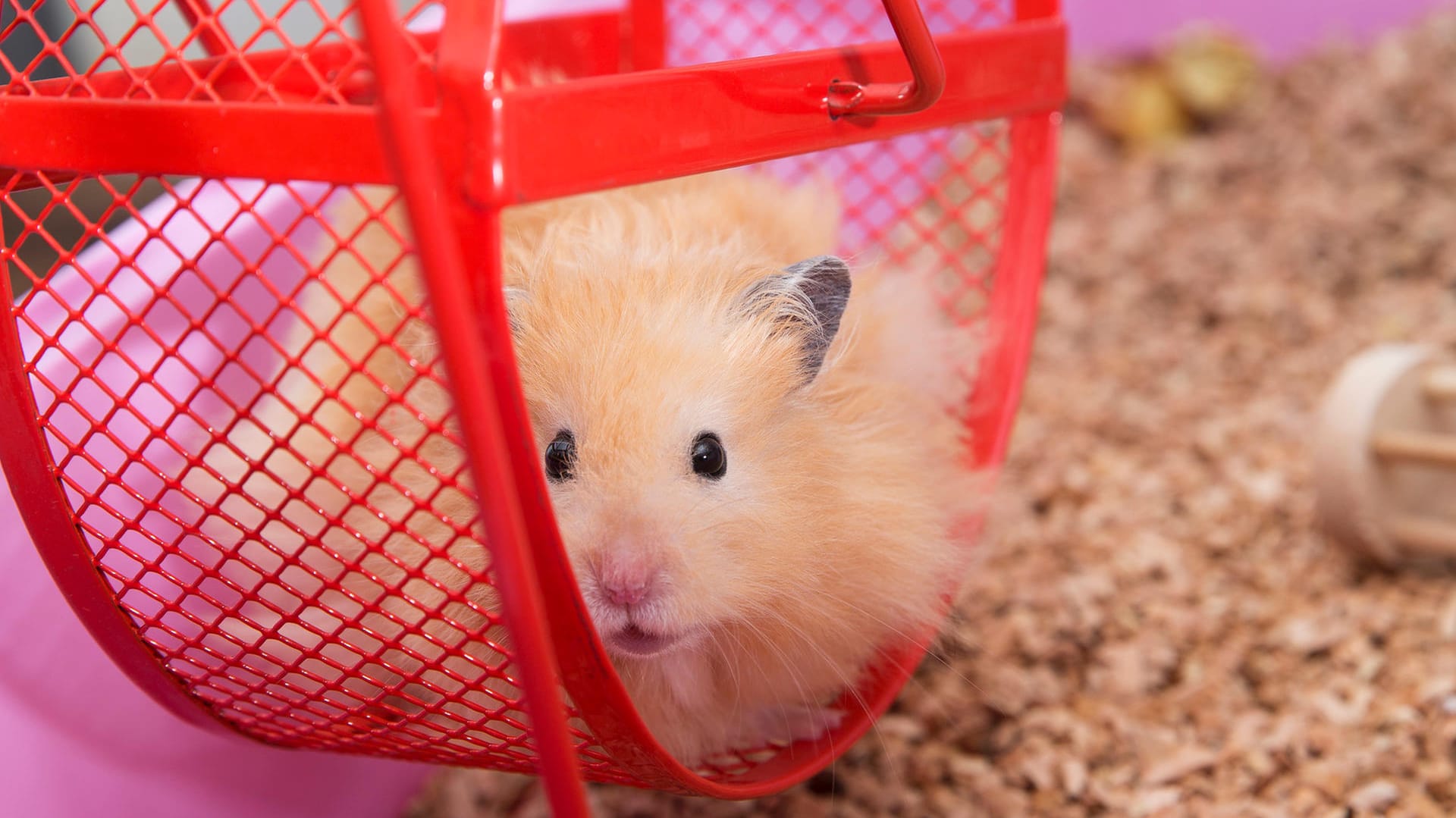 Teddyhamster: Er ist die flauschige Variante des Goldhamsters.