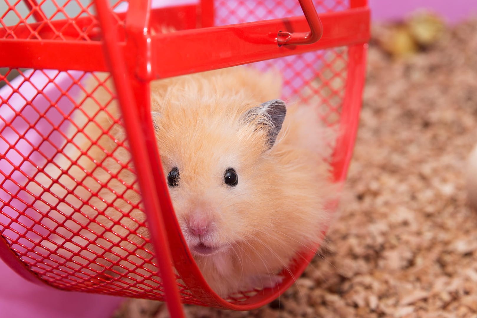 Teddyhamster: Er ist die flauschige Variante des Goldhamsters.