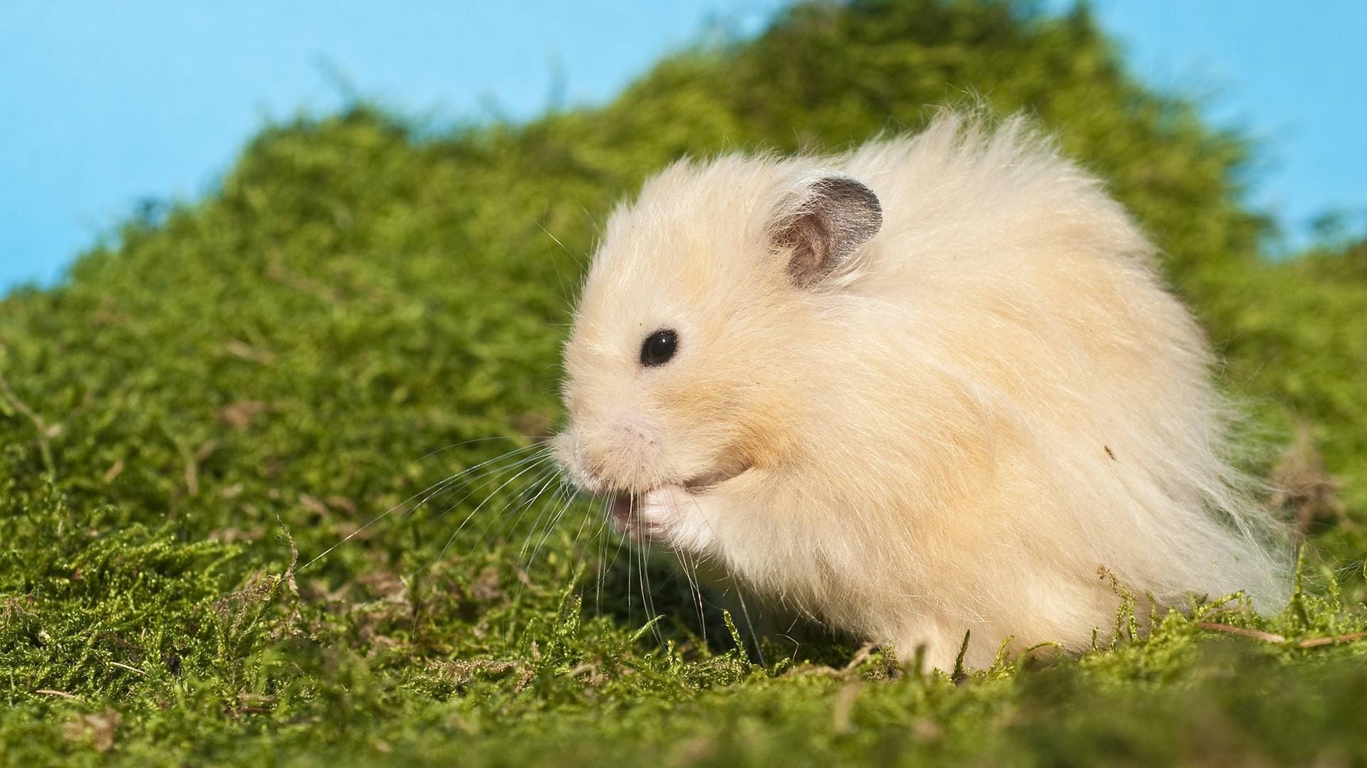 Teddyhamster: Die Tiere sind nachtaktiv.