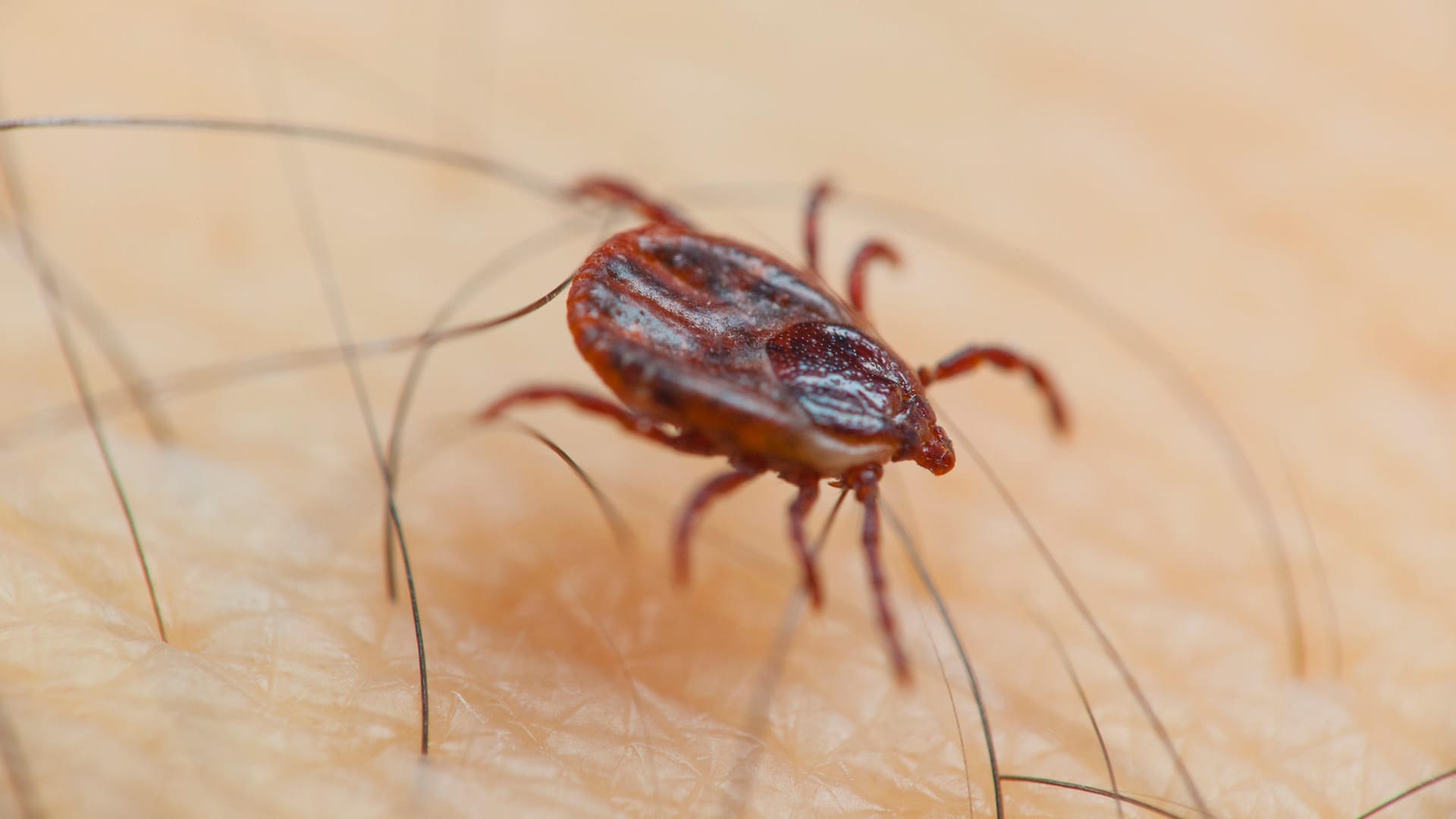 Die kleinen Spinnentiere sind gefährlicher, als sie aussehen. Die Blutsauger tragen nämlich mitunter gefährliche Krankheiten in sich. Die bekanntesten davon sind Frühsommer-Meningoenzephalitis (FSME) und Borreliose. Das Virus kann zu einer Hirnhautentzündung und im schlimmsten Fall sogar zum Tod führen.