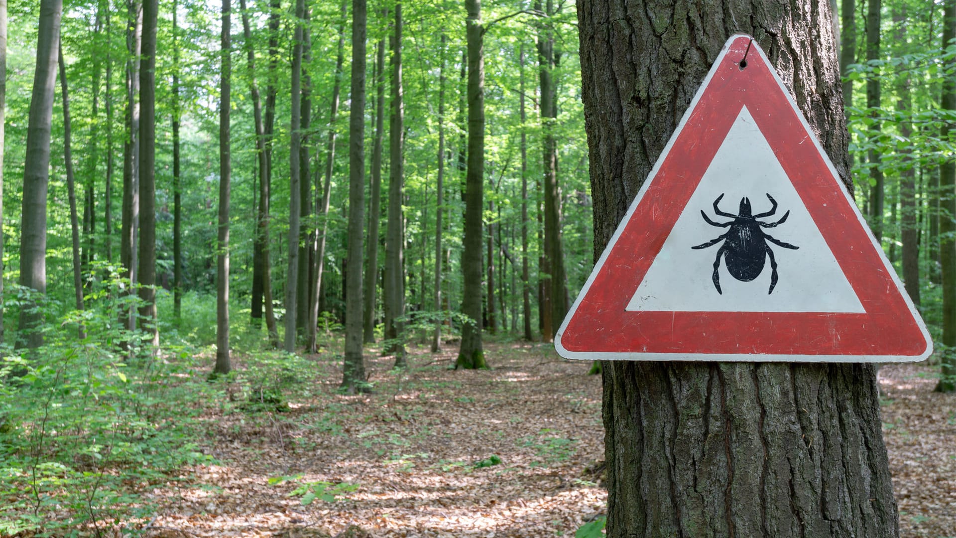 Fallen Zecken von Bäumen? Nein. Das ist ein alter Mythos. Selbst wenn sich eine Zecke auf einen Baum verirren sollte, wird sie sich nicht im Sturzflug auf ihr Opfer stürzen. Viel wahrscheinlicher ist es, dass die Zecken in Büschen oder hohem Gras auf einen potentiellen Wirt lauern.