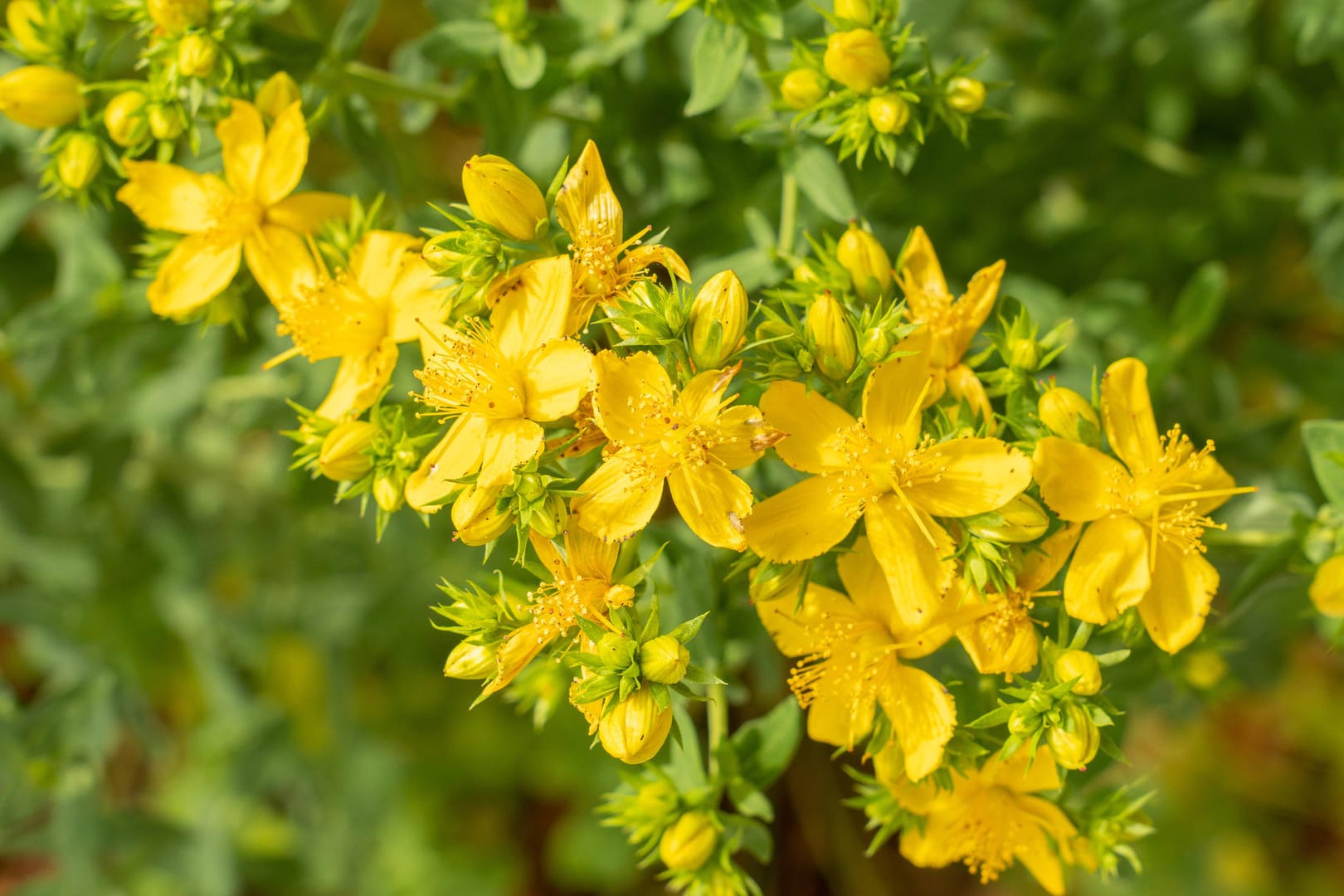 Echtes Johanniskraut (Hypericum perforatum)